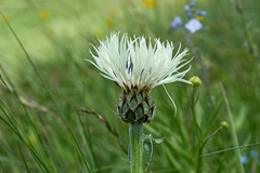 Centaurea cheiranthifolia