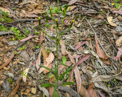 Senecio prenanthoides