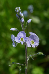 Veronica gentianoides