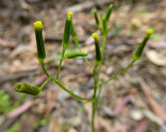 Senecio prenanthoides