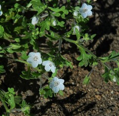 Nemophila menziesii integrifolia