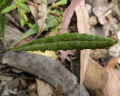 Senecio prenanthoides