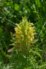 Pedicularis condensata