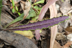 Senecio prenanthoides