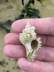 Chicoreus florifer