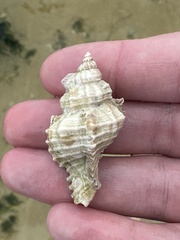 Chicoreus florifer