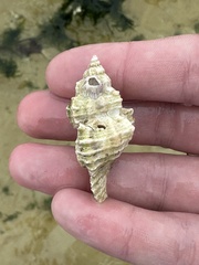 Chicoreus florifer