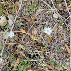 Silene reinwardtii
