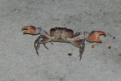 Gecarcinus lateralis