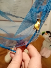 Diachrysia chrysitis