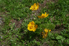 Pulsatilla aurea