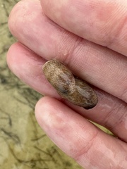 Bulla occidentalis