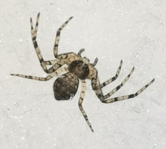 Philodromus margaritatus