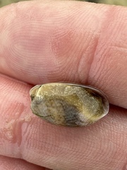 Bulla occidentalis