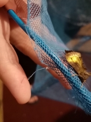 Diachrysia chrysitis