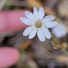 Silene reinwardtii