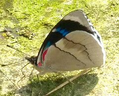 Perisama bomplandii parabomplandii