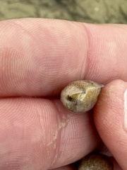 Bulla occidentalis