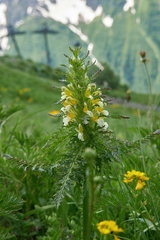 Pedicularis condensata
