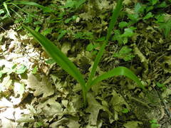 Colchicum umbrosum