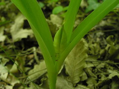 Colchicum umbrosum