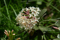 Daphne glomerata