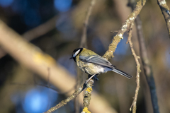 Parus major