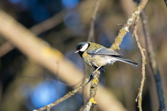 Parus major