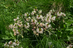 Daphne glomerata