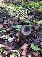 Pseudoclitocybe