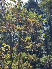 Toxicodendron vernix