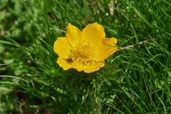 Pulsatilla aurea