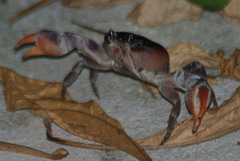 Gecarcinus lateralis