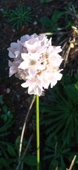 Armeria welwitschii