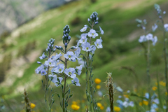 Veronica gentianoides