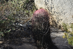 Ferocactus gracilis