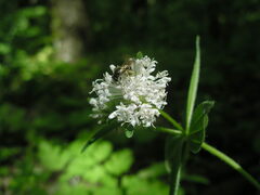 Asperula taurina