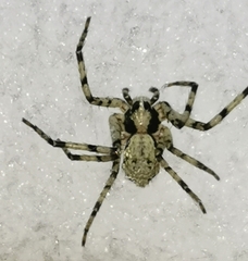 Philodromus margaritatus