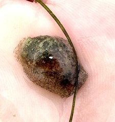 Bulla occidentalis