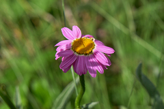 Tanacetum coccineum