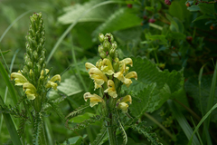 Pedicularis sibthorpii