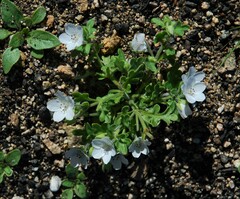Nemophila menziesii integrifolia