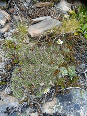 Celmisia sessiliflora