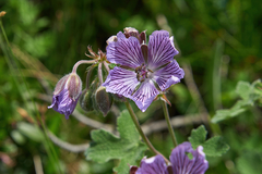 Geranium renardii