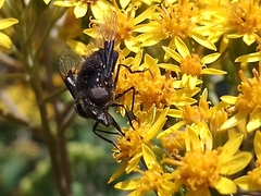Copestylum violaceum