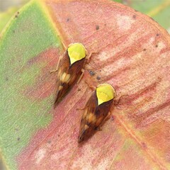 Brunotartessus fulvus