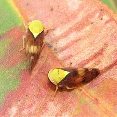 Brunotartessus fulvus