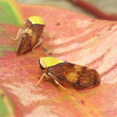 Brunotartessus fulvus