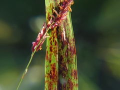 Ascochyta sorghi