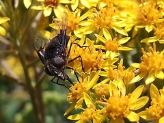 Copestylum violaceum